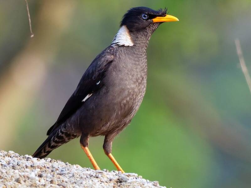 Collared Myna, 照片 3