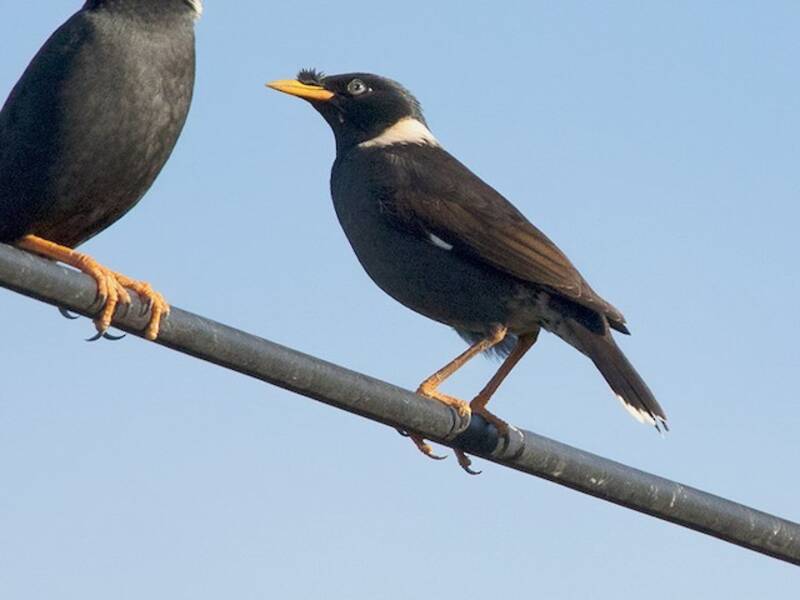 Collared Myna, 照片 4
