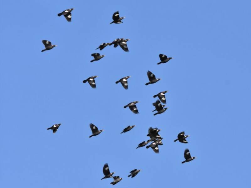 Collared Myna, 照片 2