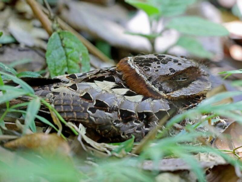 Collared Nightjar