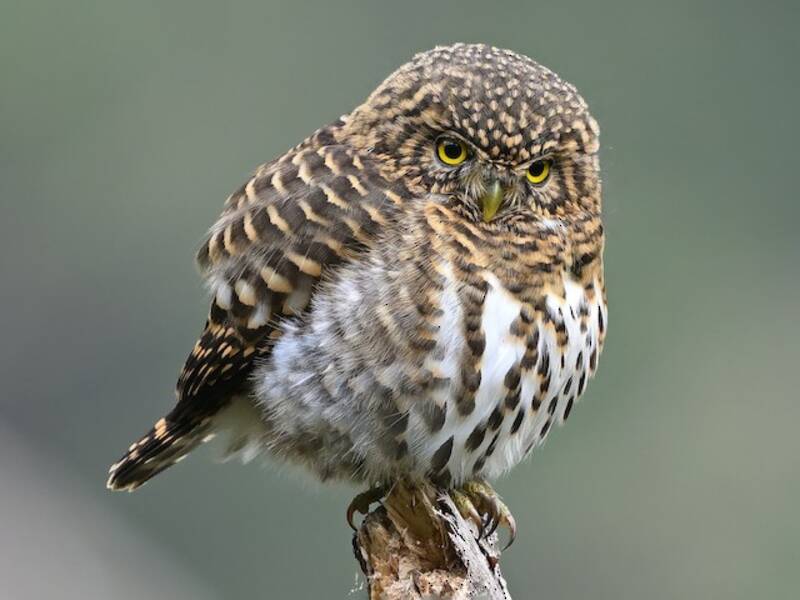 Collared Owlet