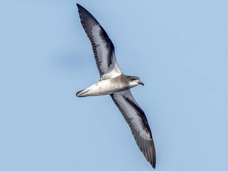 Collared Petrel