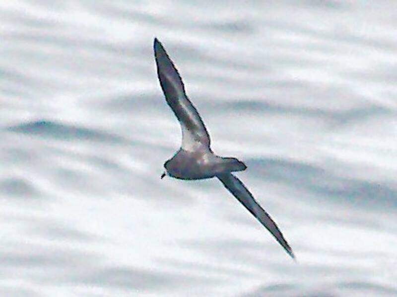 Petrello dal collare, Foto 3