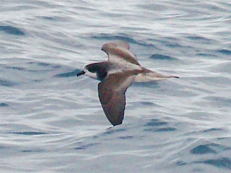 Petrello dal collare, Foto 4