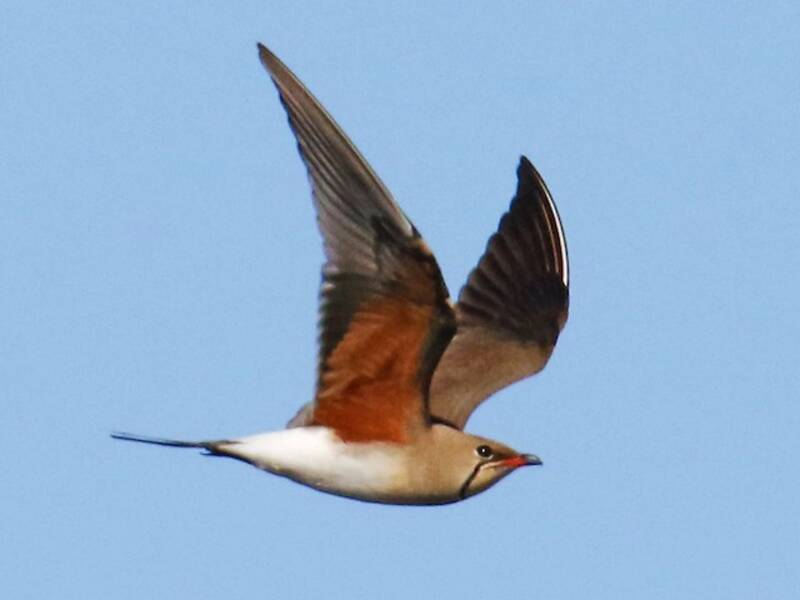 Collared Pratincole, Photos 3