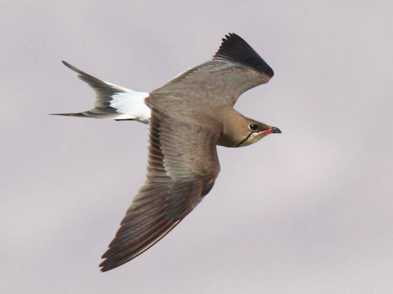 Collared Pratincole, Photos 2