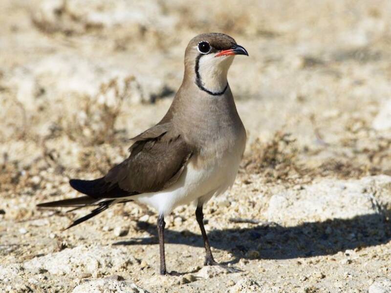 Collared Pratincole, Photos 4