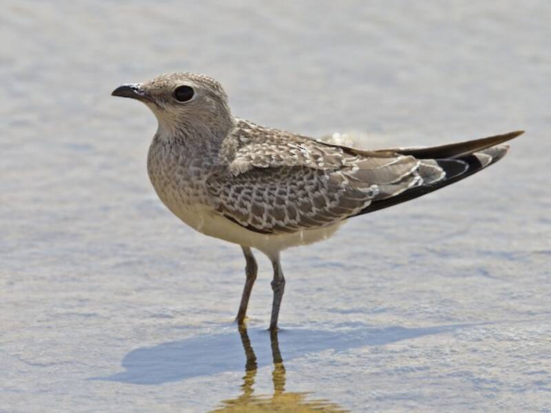 Collared Pratincole