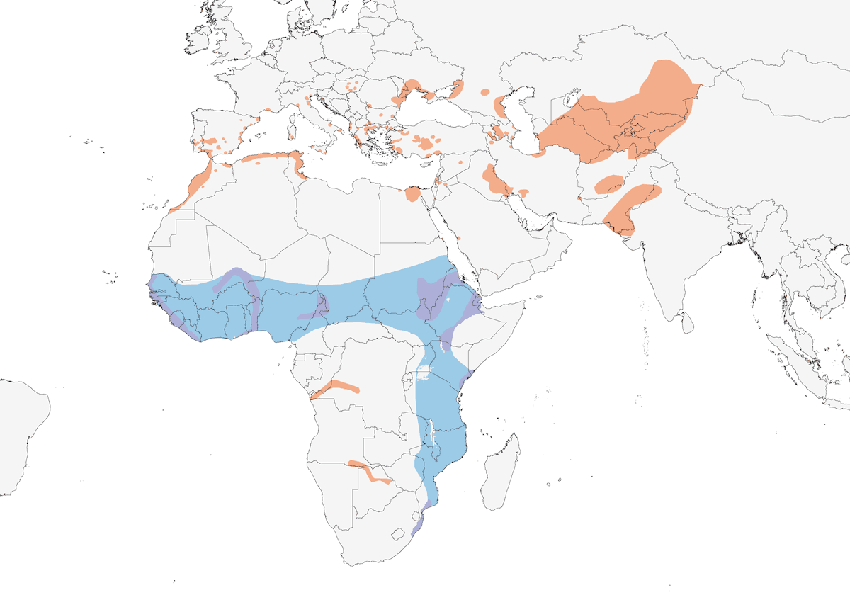 Collared Pratincole, Distribution 1