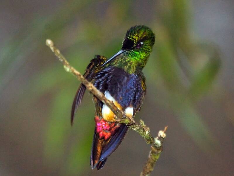 Colorful Puffleg