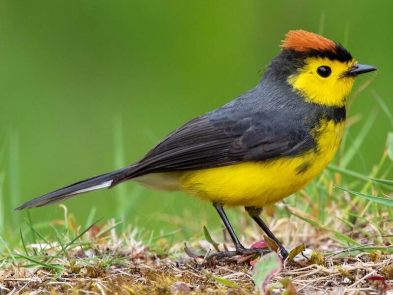 Collared Redstart, Photos 4