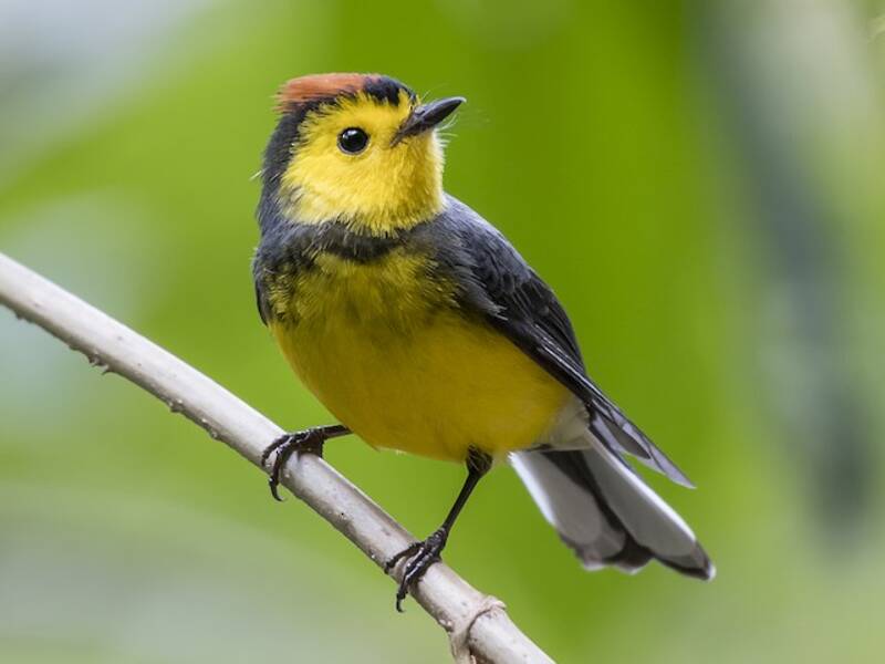 Collared Redstart, Photos 3