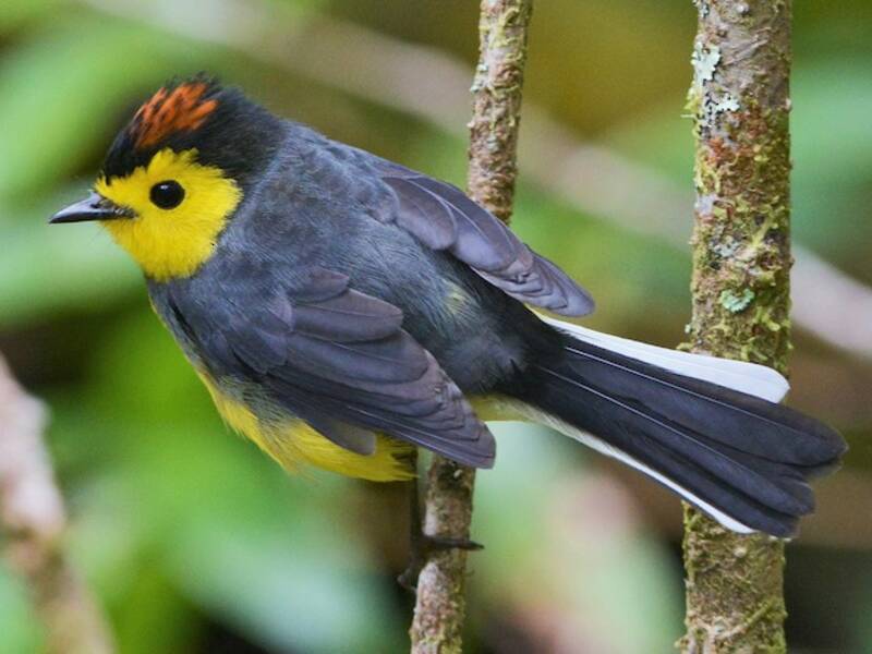 Collared Redstart, Photos 2