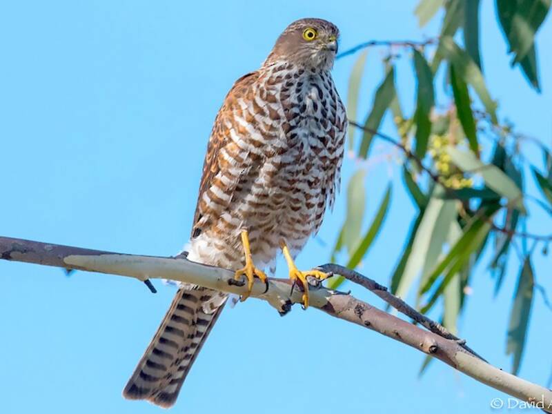 Collared Sparrowhawk