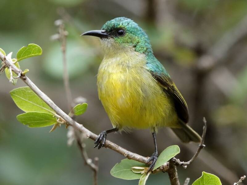 Halsband-Nektarvogel, Fotos 3