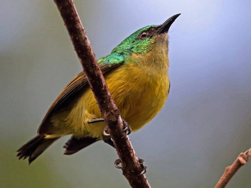 Halsband-Nektarvogel, Fotos 2