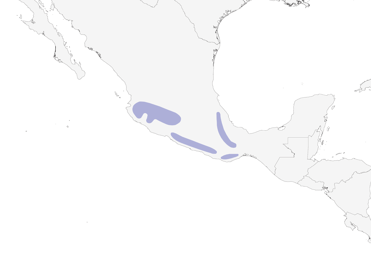 Rascador Collarejo, Distribución 1