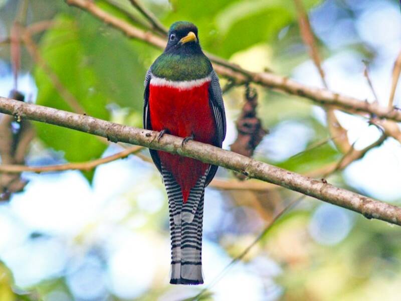 Collared Trogon, Photos 2