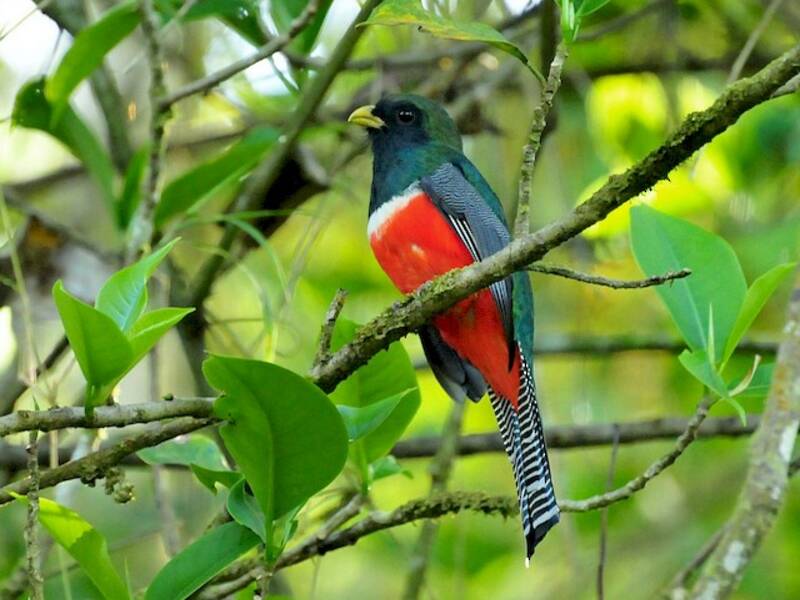 Collared Trogon, Photos 3