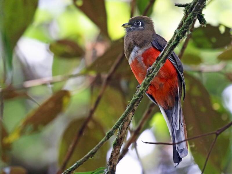 Collared Trogon, Photos 4