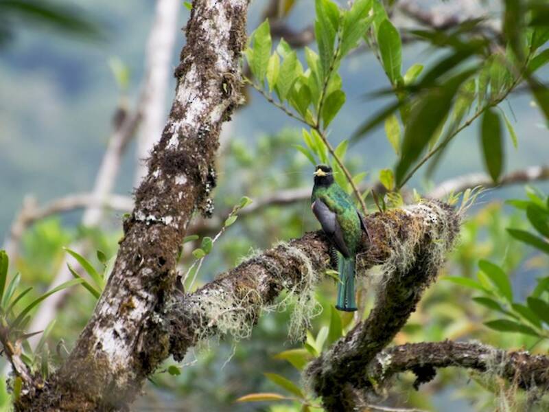 Collared Trogon