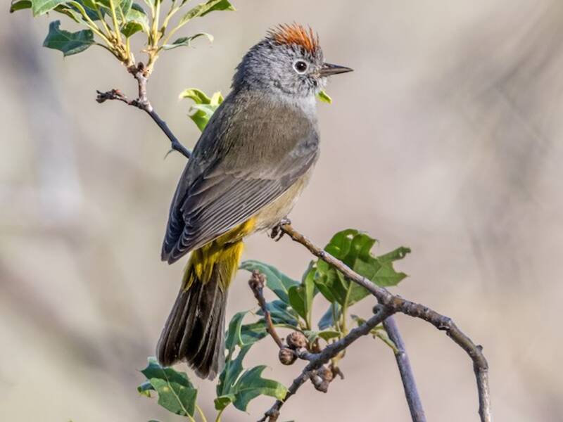 Colima-Waldsänger, Fotos 3