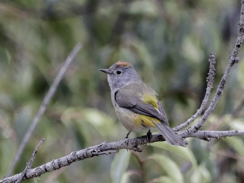 Colima-Waldsänger, Fotos 4