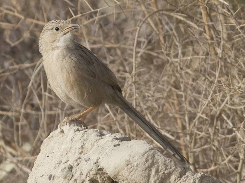 Afghanistan-Drossling, Fotos 3