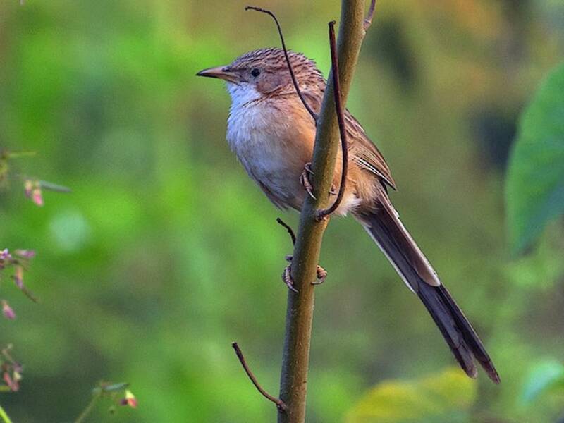 Common Babbler, Photos 4