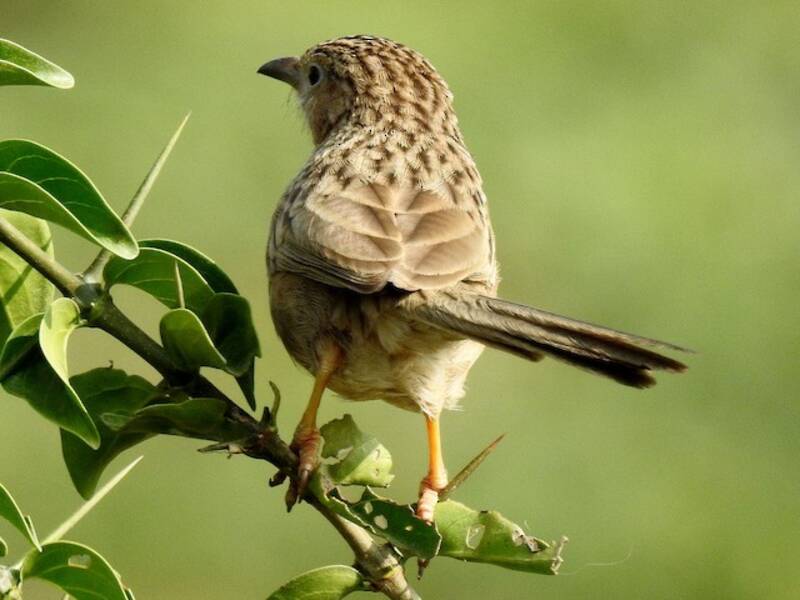 Common Babbler, Photos 3