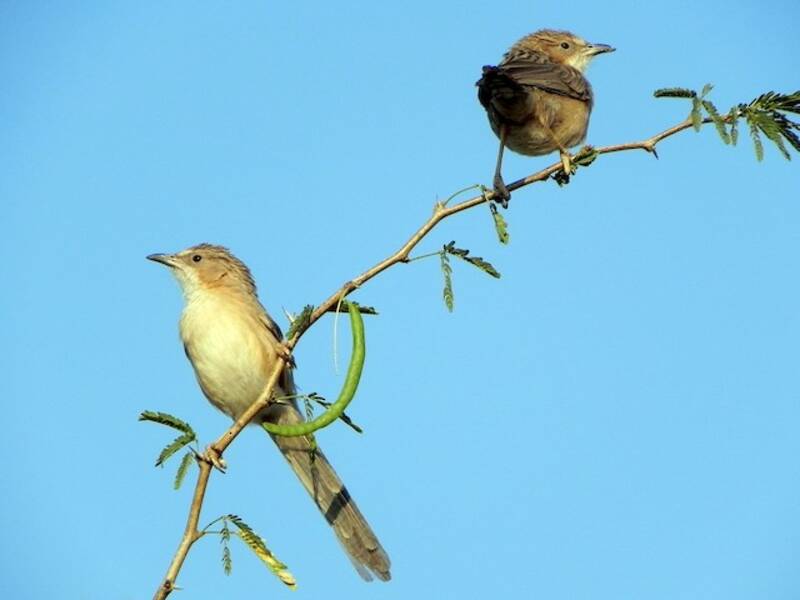 Common Babbler, Photos 2
