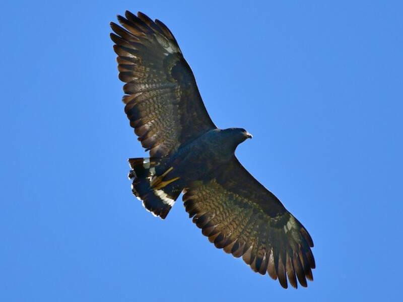 Common Black Hawk, Photos 4