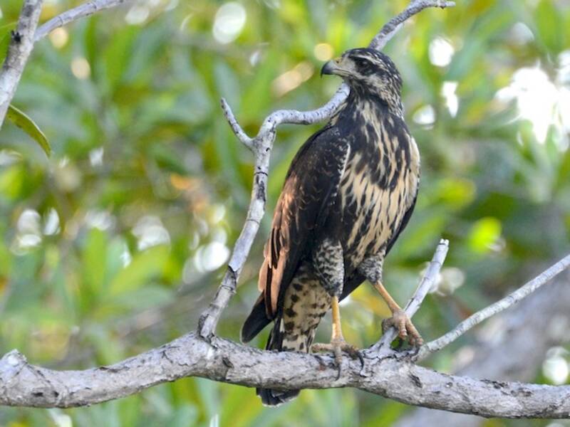 Common Black Hawk, Photos 3