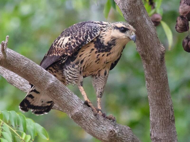 Common Black Hawk, Photos 2