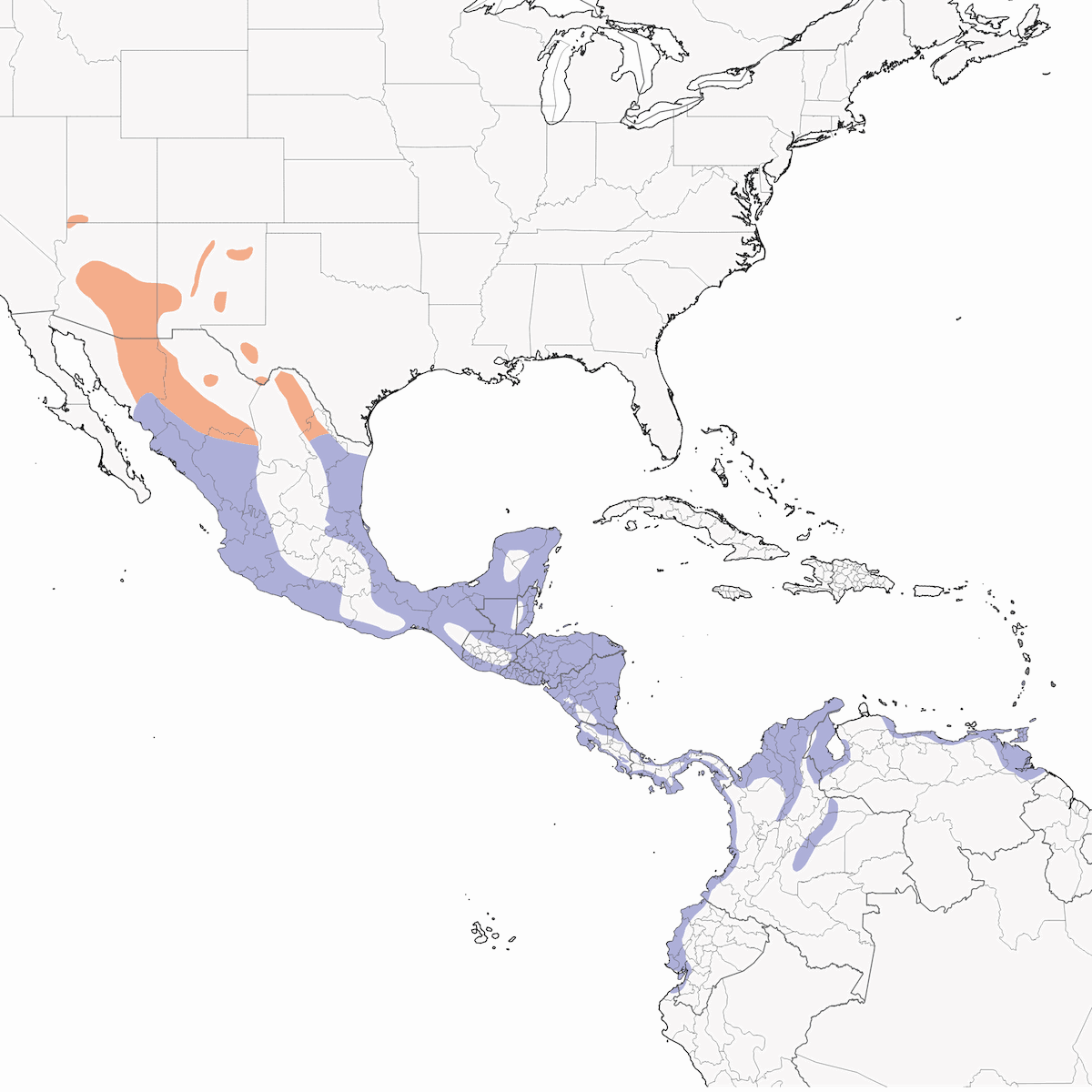 Common Black Hawk, Distribution 1