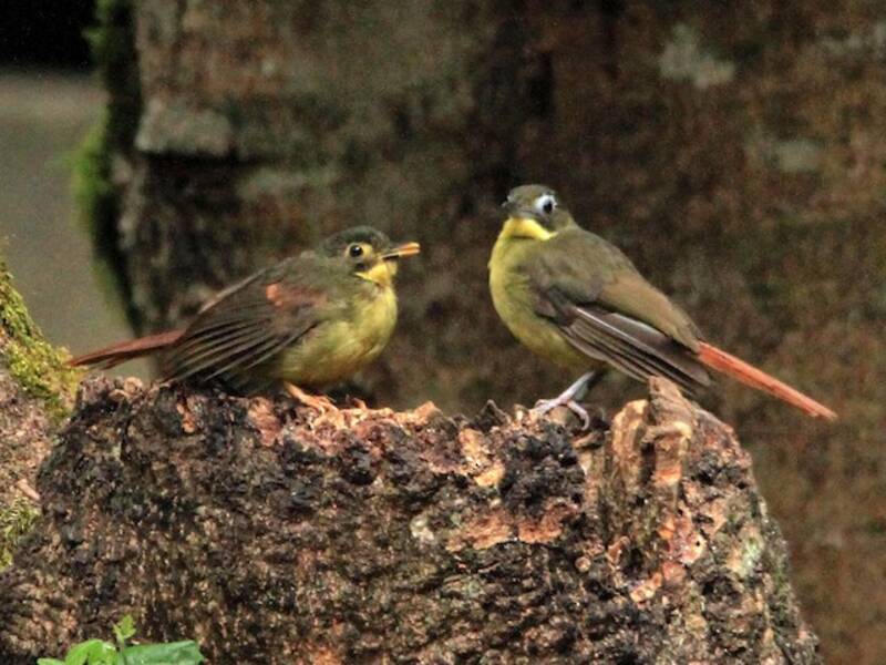 Red-tailed Bristlebill