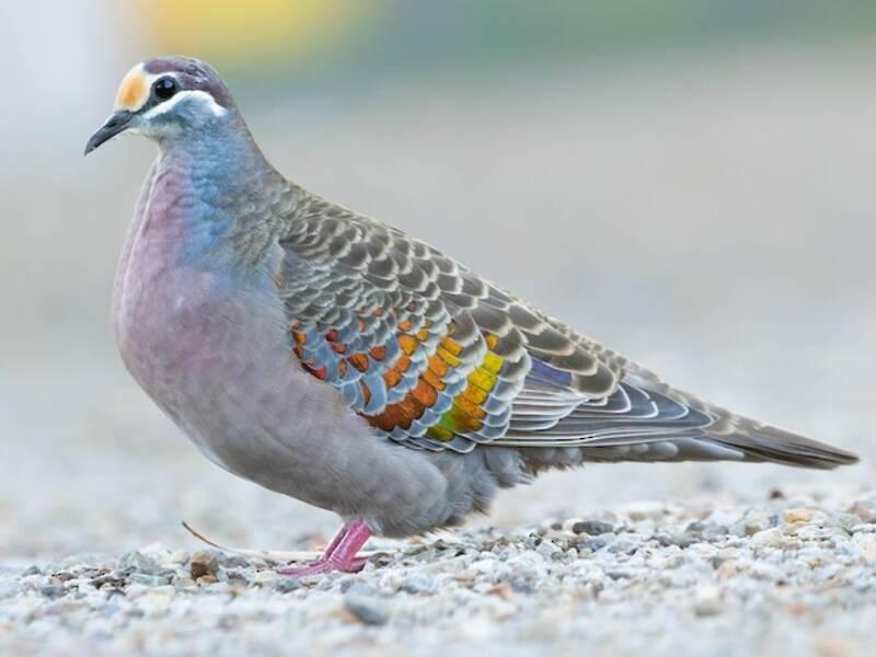 Common Bronzewing, Photos 3