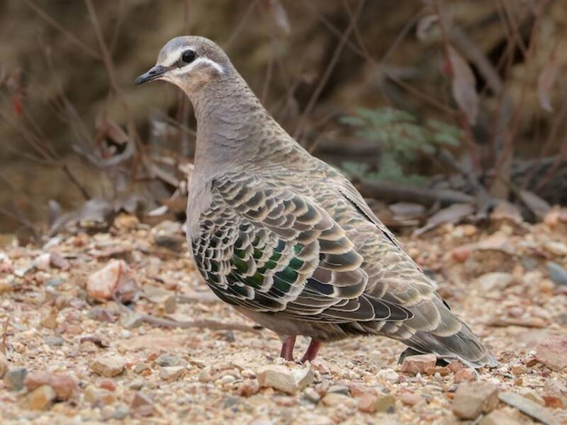 Common Bronzewing, Photos 2