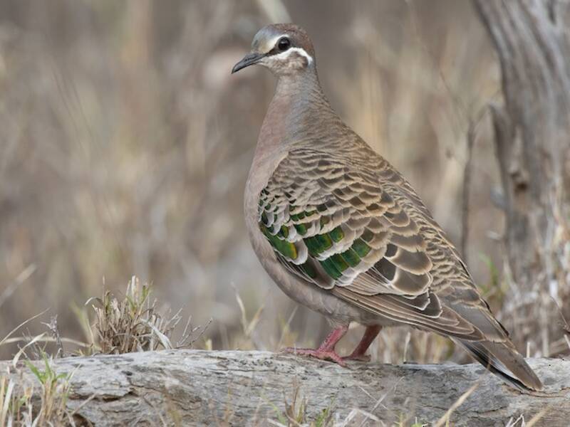 Common Bronzewing, Photos 4
