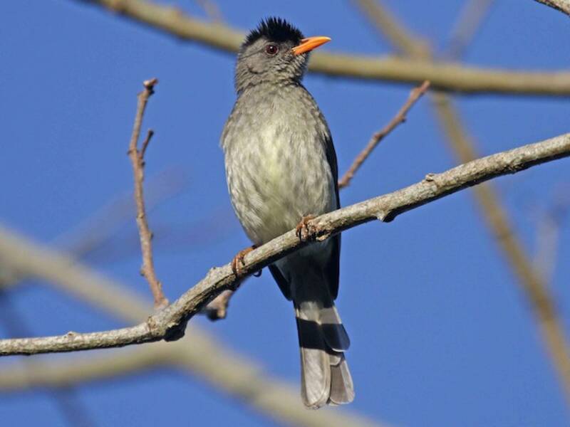 Bulbul di Grande Comore
