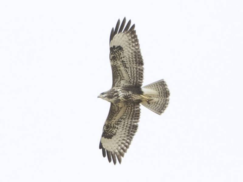 Buse variable