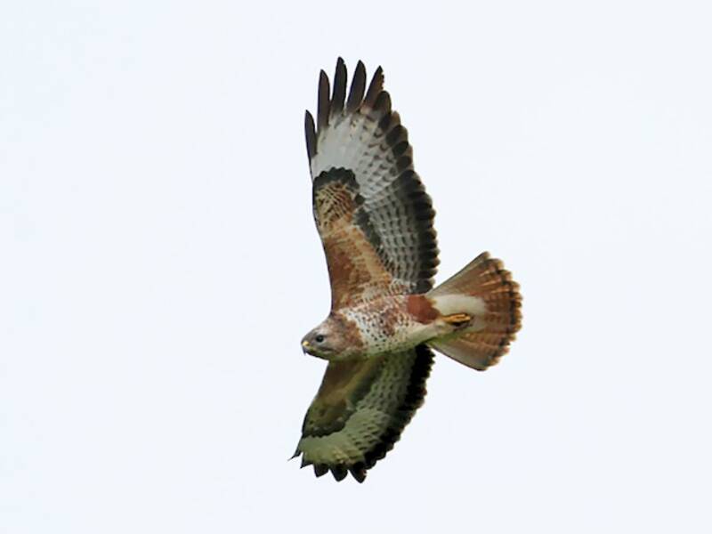 Buse variable, Photos 2