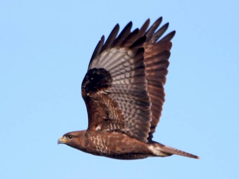 Buse variable, Photos 4