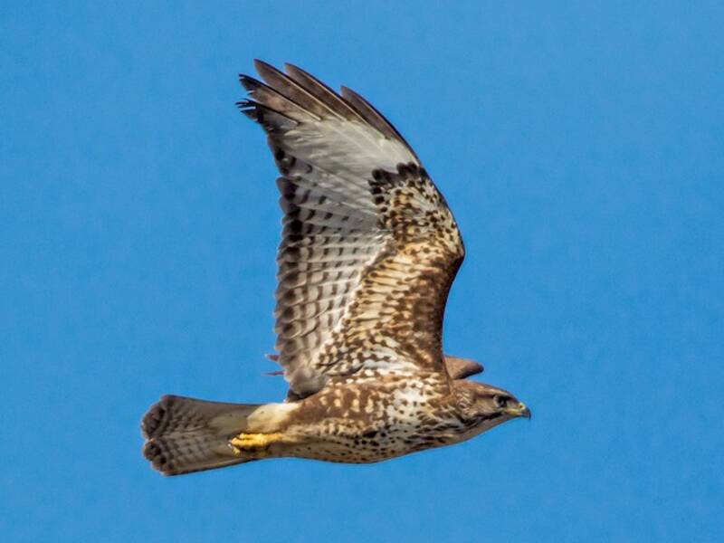 Buse variable, Photos 3