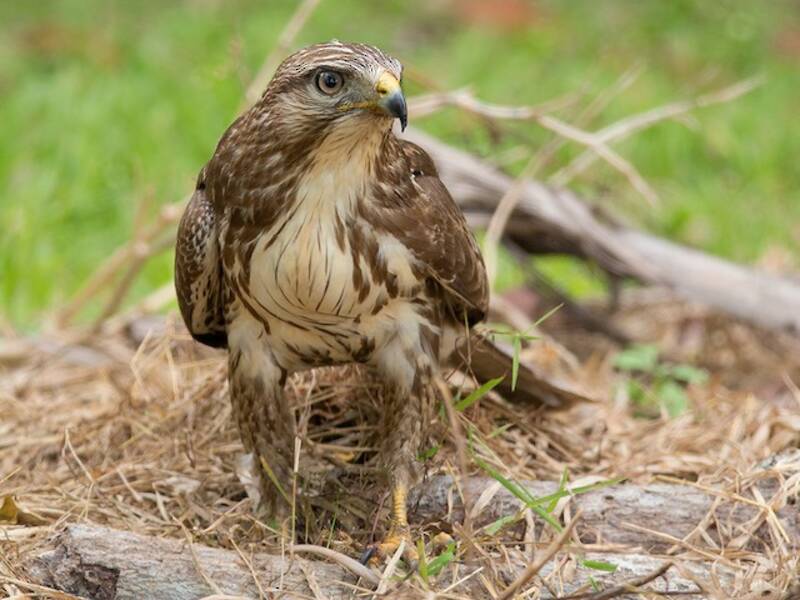 Eastern Buzzard