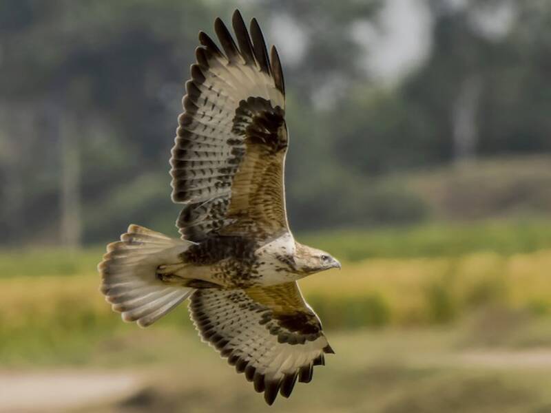 Himalayan Buzzard, Photos 3