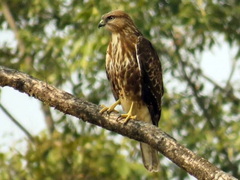 Himalayan Buzzard, Photos 4