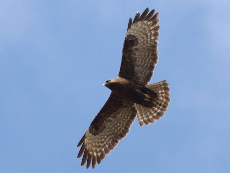 Himalayan Buzzard, Photos 2