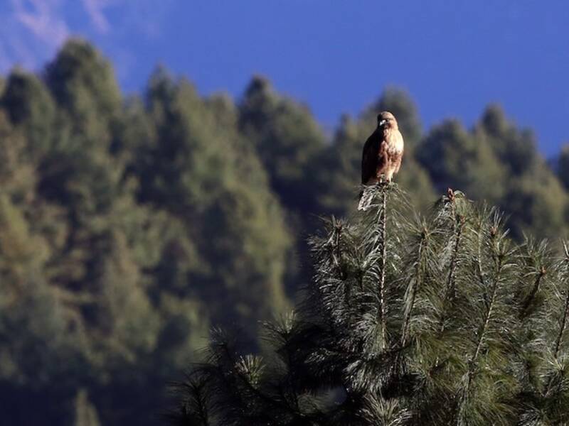 Himalayan Buzzard