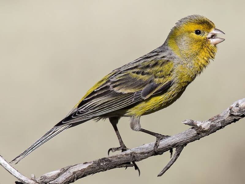 Serin des Canaries, Photos 2